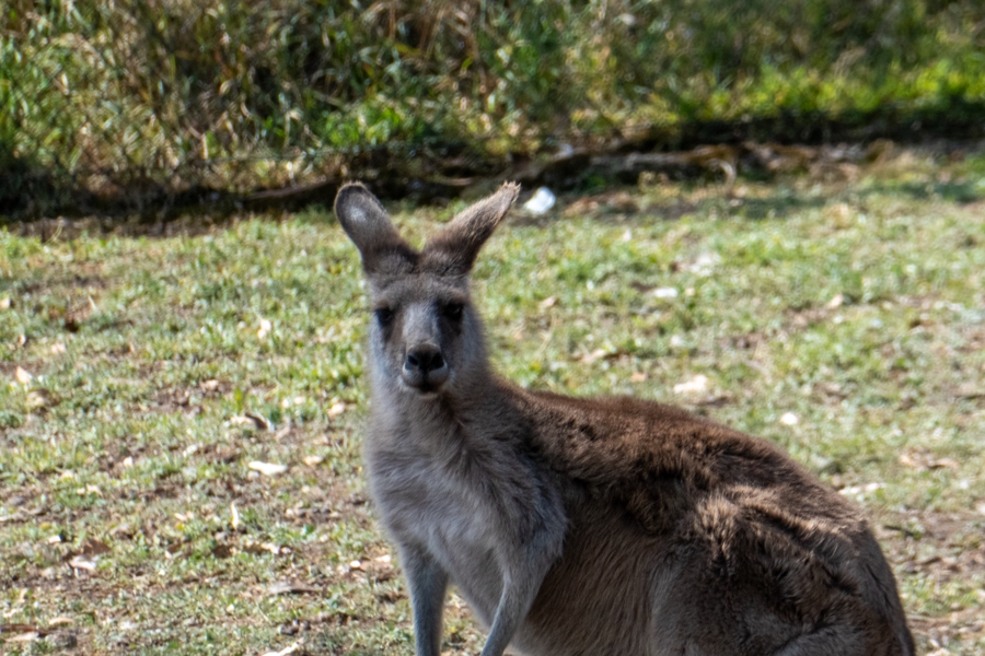 Melbourne - 2023 Summer